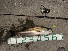 シーバスの釣果