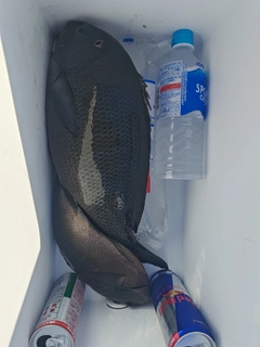 グレの釣果