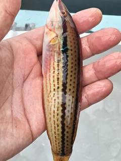 キュウセンの釣果