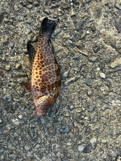 オオモンハタの釣果