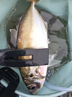 マアジの釣果