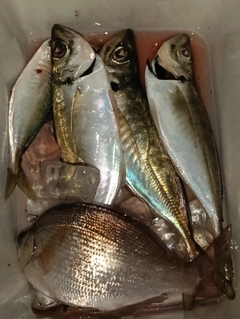 ウミタナゴの釣果