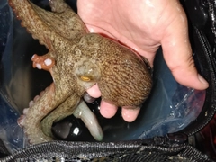 マダコの釣果