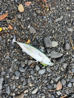 ソウダガツオの釣果