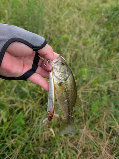 ラージマウスバスの釣果