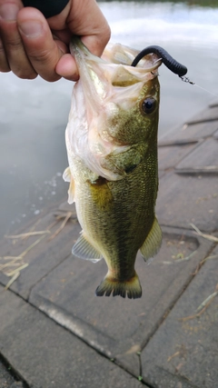 ラージマウスバスの釣果