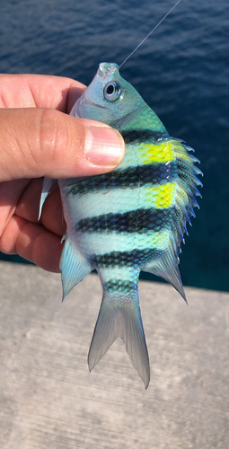 オヤビッチャの釣果