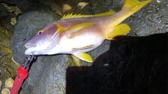 シブダイの釣果