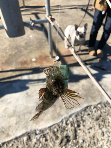 アナハゼの釣果