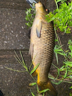 コイの釣果