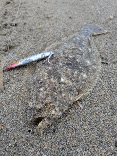 ソゲの釣果