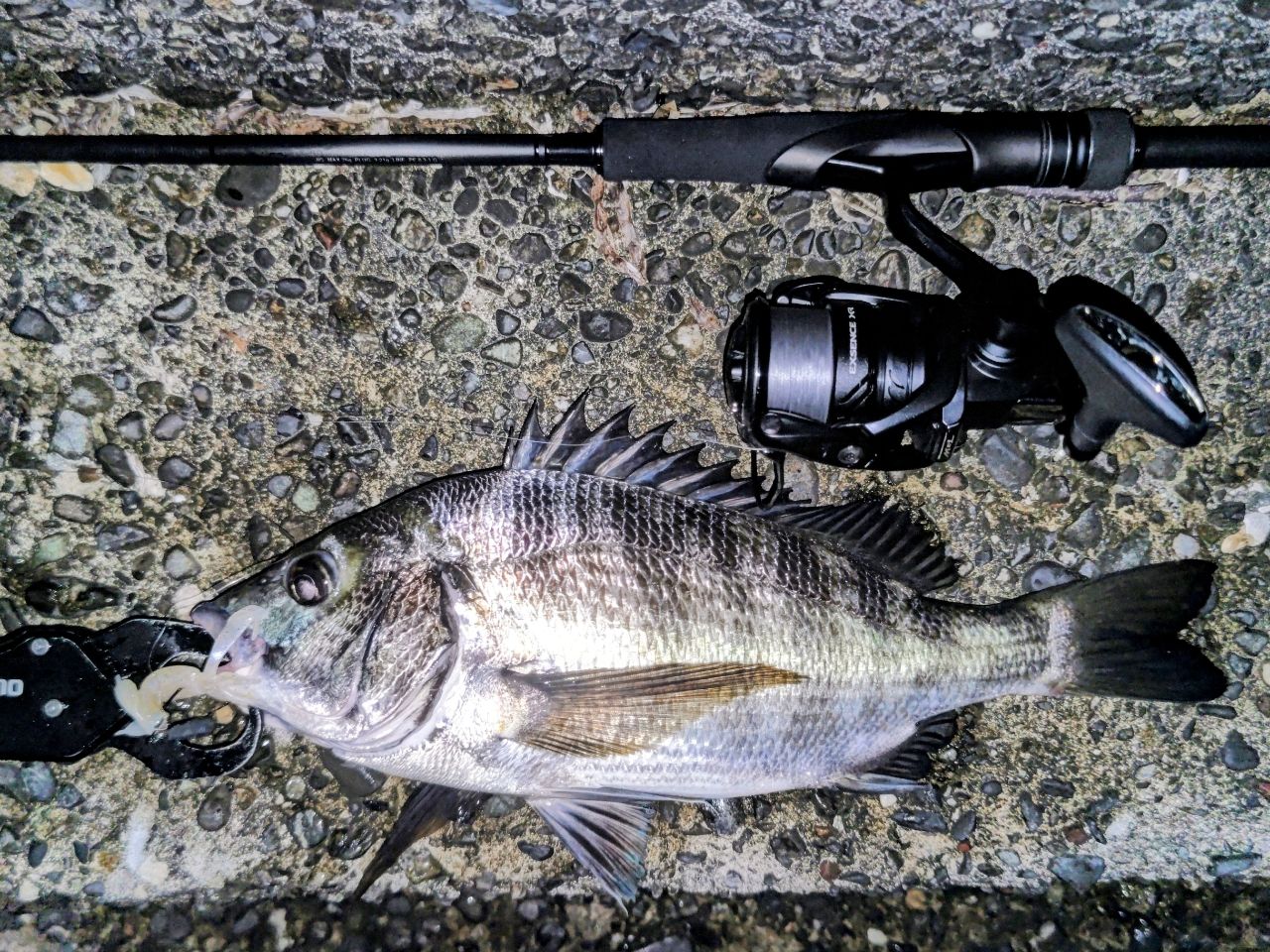 SHIMANO 23ディアルーナ S86L-Sの最安値・インプレ・釣果 | 本音の