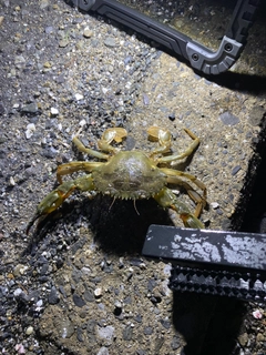 ワタリガニの釣果
