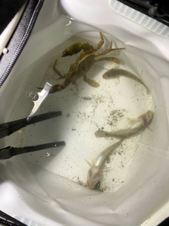 マハゼの釣果