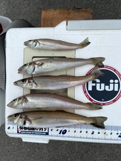 シロギスの釣果