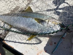 ヒラマサの釣果