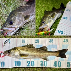フッコ（マルスズキ）の釣果