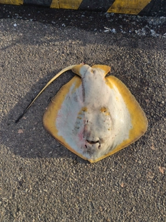 エイの釣果