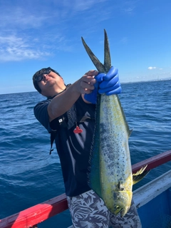 シイラの釣果