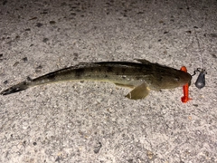 マゴチの釣果