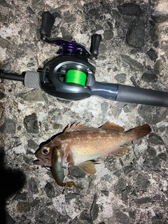 エゾメバルの釣果