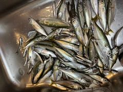 サバの釣果