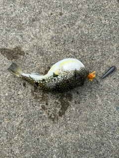 クサフグの釣果