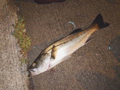 フッコ（マルスズキ）の釣果