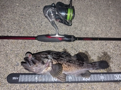 クロソイの釣果