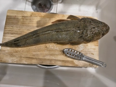 マゴチの釣果