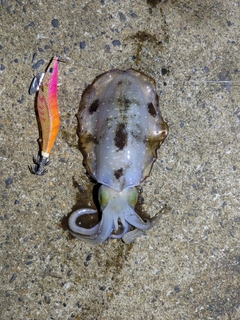 アオリイカの釣果