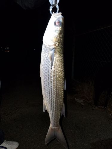 ボラの釣果