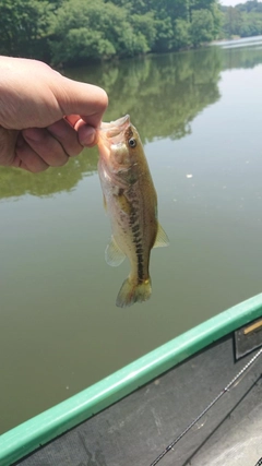 ブラックバスの釣果