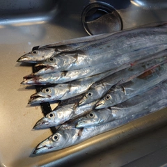 タチウオの釣果