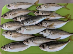 アジの釣果