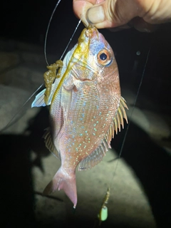 タイの釣果