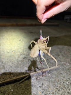 イイダコの釣果