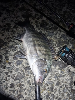 チヌの釣果