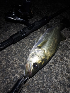 セイゴ（マルスズキ）の釣果