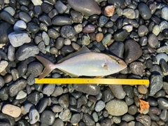 ショゴの釣果