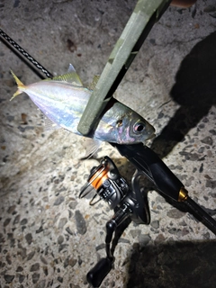 マアジの釣果