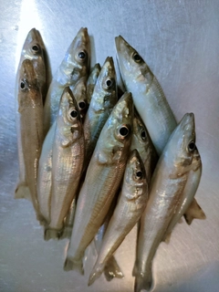 キスの釣果