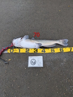アメリカナマズの釣果