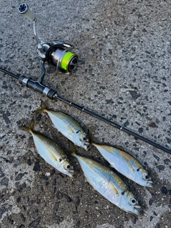 アジの釣果