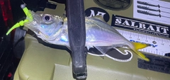 マアジの釣果