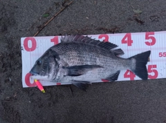 チヌの釣果