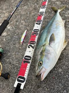 ワラサの釣果
