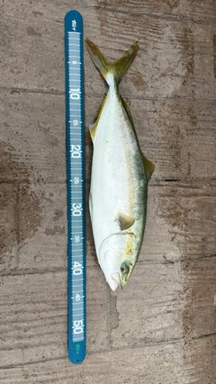 イナダの釣果