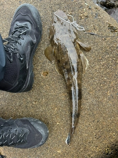 マゴチの釣果