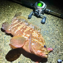 キジハタの釣果